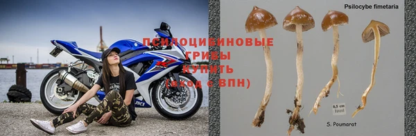 гашик Пересвет